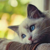 Avatar của Lê Thị Thảo